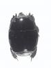 Pachylister inaequalis